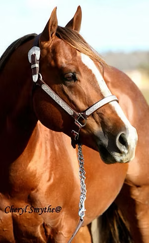 Filly