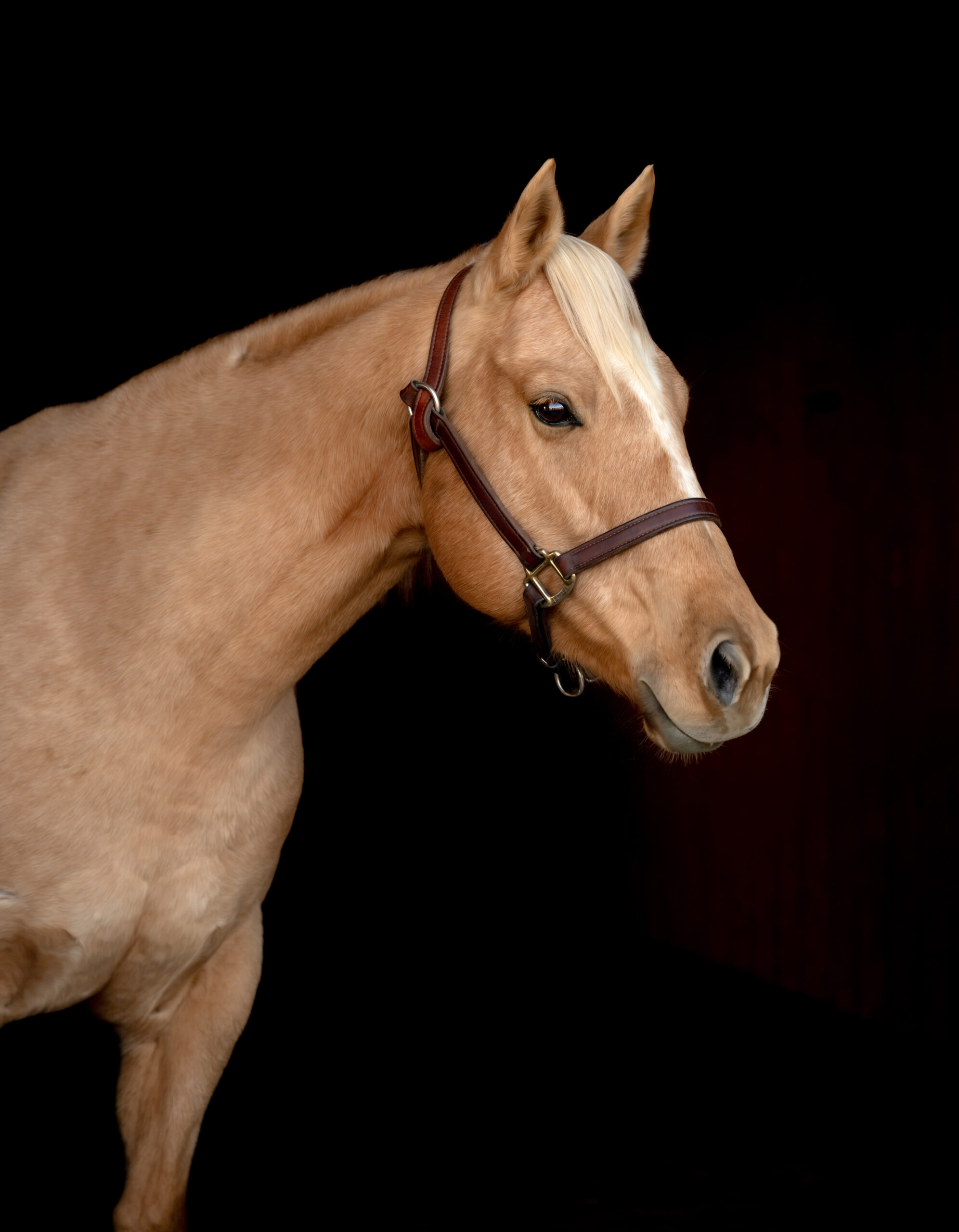 Tuxon Ranch Yellow Mare Confirmation