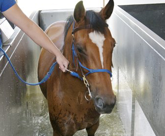 activo-med-equine-water-treadmill